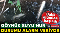 Göynük Suyunda Balık Ölümleri