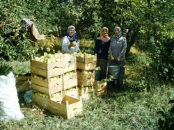 Elma Dalda Kaldı