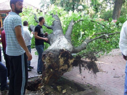 Kestane Ağacı Devrildi