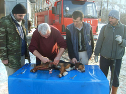 Yaban Domuzunun  Yaraladığı Av Köpeği Ameliyat Edldi