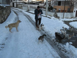 Sokağındaki Kedi ve Köpekleri Besliyor