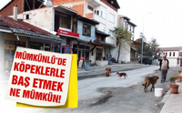 Mümkümlü'de Köpeklerle baş etmek Ne Mümkün!