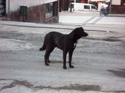 Mümkümlü'de Köpeklerle baş etmek Ne Mümkün!