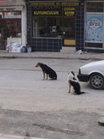 Başıboş Köpekler Sıkıntı Yaratmaya Devam Ediyorlar.