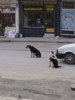 Başıboş Köpekler Sıkıntı Yaratmaya Devam Ediyorlar.