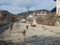 Başıboş Köpekler Sıkıntı Yaratmaya Devam Ediyorlar.