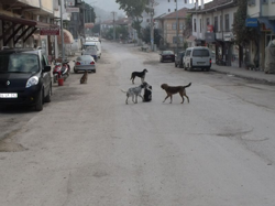 Başıboş Köpekler Sıkıntı Yaratmaya Devam Ediyorlar.