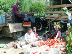 Domates Yetiştiricilerinin Yüzü Gülüyor