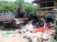 Domates Yetiştiricilerinin Yüzü Gülüyor