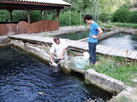 Alabalık Çiftlğine İlgi