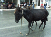 Çarşının Maskotu Haline Geldiler