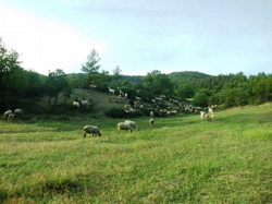 Görenler Şaşırıyor.