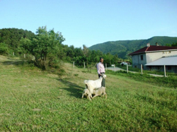 Görenler Şaşırıyor.