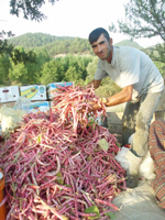 Barbunya Hasadı Başladı