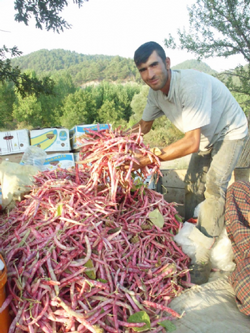 Barbunya Hasadı Başladı