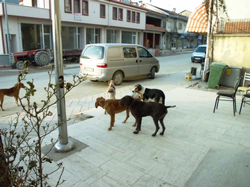 Sokaklar Başıboş Köpeklerin