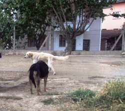 Komşu İlçelerin Başıboş Köpekleri Taraklı’ya mı ?