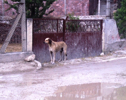 Komşu İlçelerin Başıboş Köpekleri Taraklı’ya mı ?