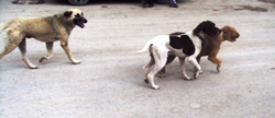 Komşu İlçelerin Başıboş Köpekleri Taraklı’ya mı ?