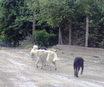 Komşu İlçelerin Başıboş Köpekleri Taraklı’ya mı ?