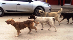 Komşu İlçelerin Başıboş Köpekleri Taraklı’ya mı ?