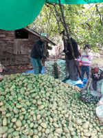 Patates Hasadı Başladı: