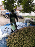 Patates Hasadı Başladı: