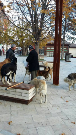 Sokak Hayvanlarına Yiyecek Veriyor