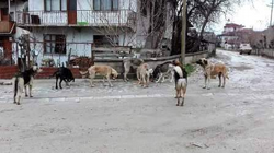 Nereden Geliyor Bu Başıboş Köpekler?