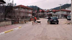 Nereden Geliyor Bu Başıboş Köpekler?