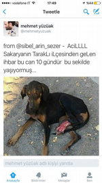 Yaralı Köpek Yardım Bekliyor