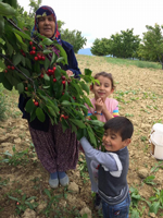 Hacıyakup Mahallesi'nde Kiraz Hasadı Başladı 