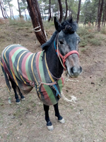 KAYBOLAN AT ORMANLIK ALANDA BULUNDU