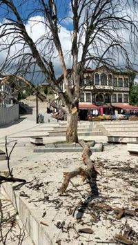 Şehit Mehmet Nuri Kocabıyık Meydanındaki Ağaçlar Kurudu: