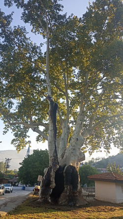 Taraklı Yusufbey Mahallesindeki Tarihi Çınar Ağacının Bakımı Yapıldı