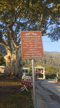 Taraklı Yusufbey Mahallesindeki Tarihi Çınar Ağacının Bakımı Yapıldı